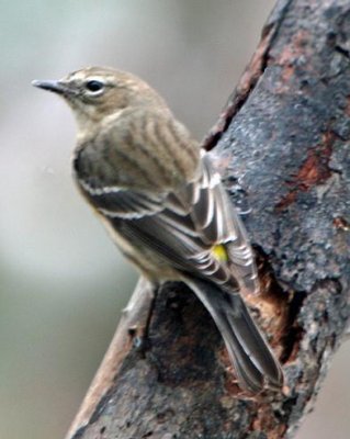 Yellow-rumped Warbler