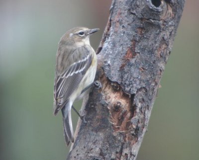 Yellow-rumped Warbler