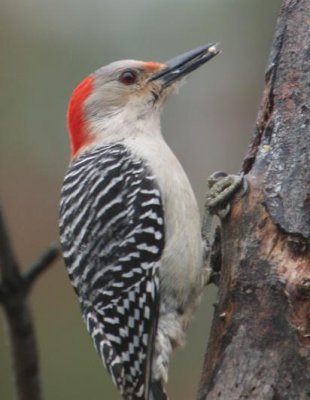 Red-bellied WP female