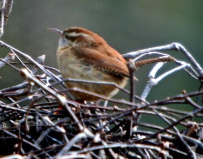 Carolina wren