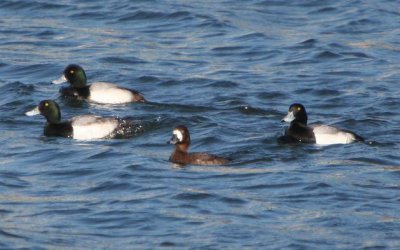 Scaup- OK, these were not in our back yard.  We went out to the NLR Lakes Saturday afternoon.