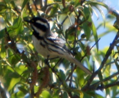 Black throated Gray Warbler.jpg