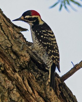 Nutalls Woodpecker 2.JPG