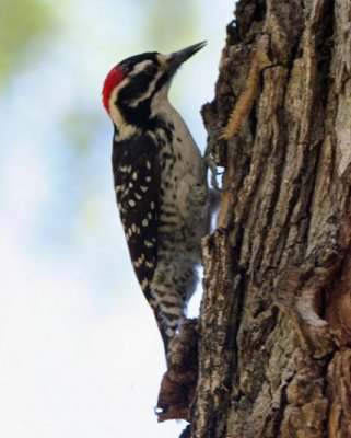Nutalls Woodpecker.jpg