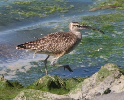 Whimbrel curlew.JPG