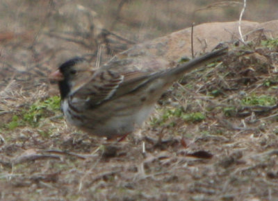 January 2011