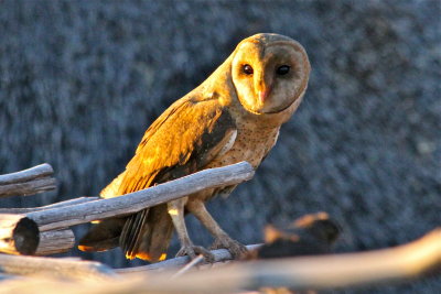 At the lodge that night- A Western Barn Owl (as they call it)