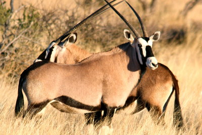 Gemsbok