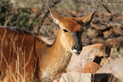 Nyala- often came to watering hole by the Motse