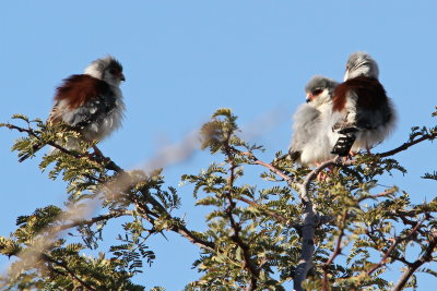 four Pygmy Falcons involved in mating displays in tree by lodge