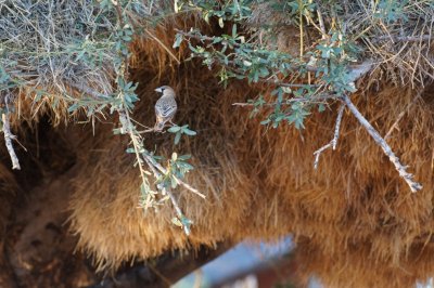 Social Weaver and nest complex