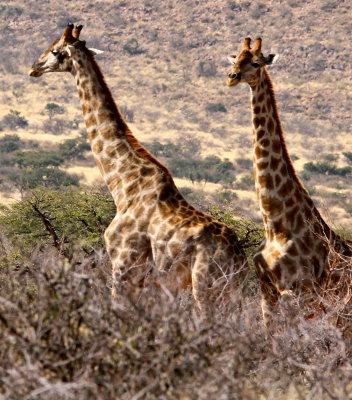 herds of Giraffe