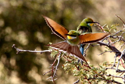 Swallow-tailed Bee Eaters