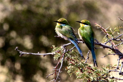 Swallow-tailed Bee Eaters