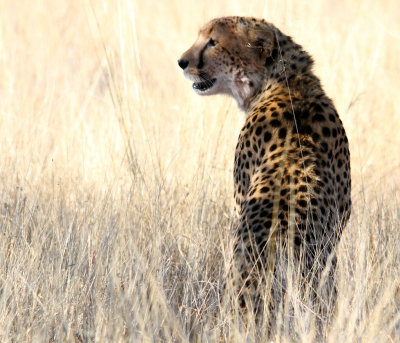 Cheeta