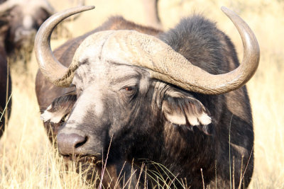  Cape Buffalo- The guide said these are more dangerous to people than are the big cats.