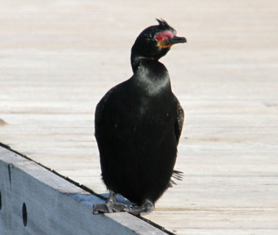 Cormorant on wharf by our hotel