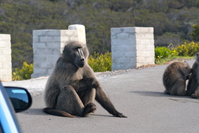 Going to the Cape- Baboons on the road to the Cape