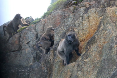 Baboons