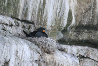 Cape Cormorants nesting