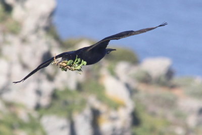 Cormorant carrying nesting material