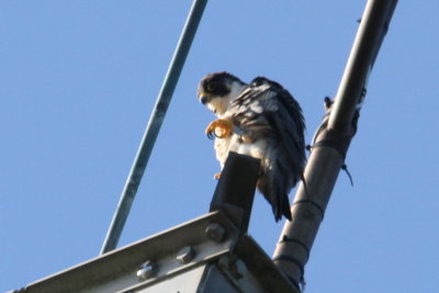 Peregrin Falcon on top of tallest tower