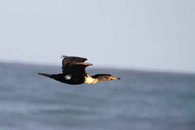 White-necked Cormorant