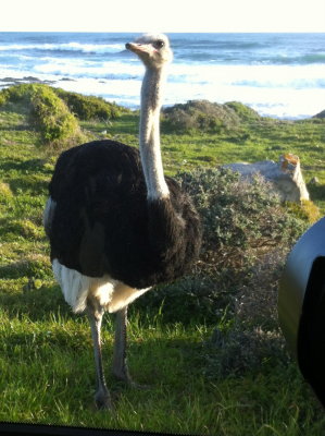 Ostriches at Cape are much bolder than those in the Kalahari