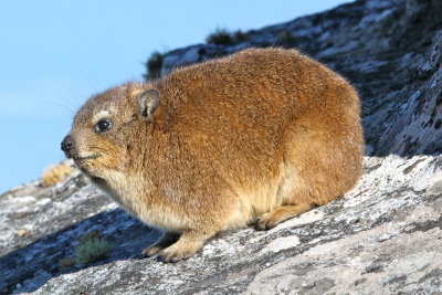 on Table Mountain