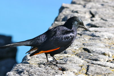 Crimson-winged Starling on Table Mountain