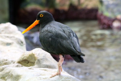 African Oystercatcher