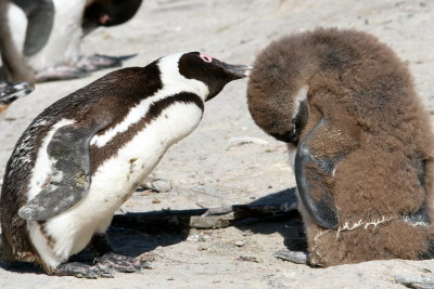 Adult grooming nestling