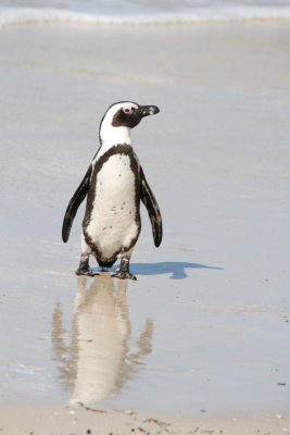 Penguins!