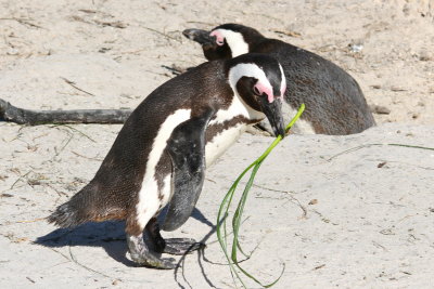 this poor guy spent the whole time we were there gathering nesting material ...