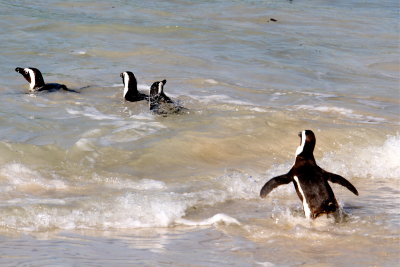 Going in for a swim