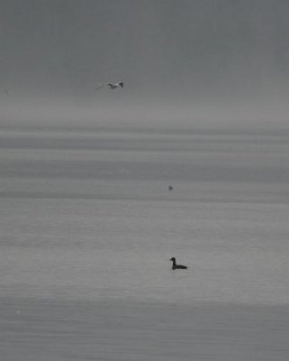 Scoter (foreground), Bonaparte's Gull (top)