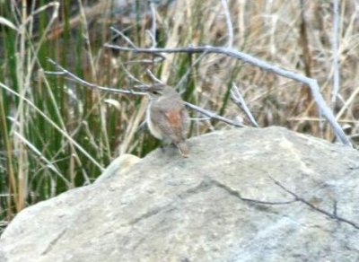 Rock Wren