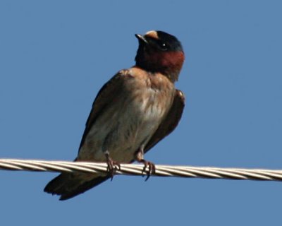 Cliff Swallow, Bell's slough