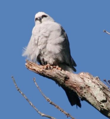 Mississippi Kite