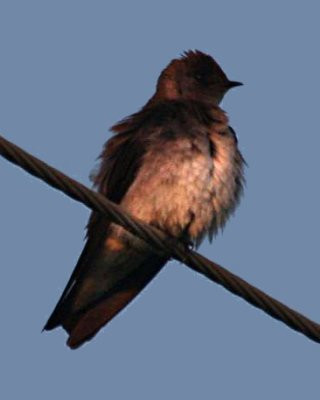 N Rough-winged Swallow. Bell's Slough