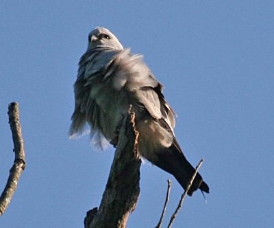 Mississippi Kite, Allsopp