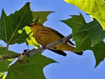 Yellow Warbler; Clinton Library