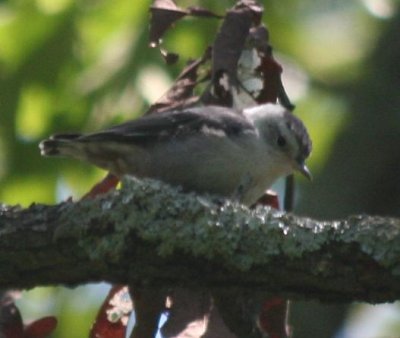 perhaps W-b Nuthatch; Allsopp