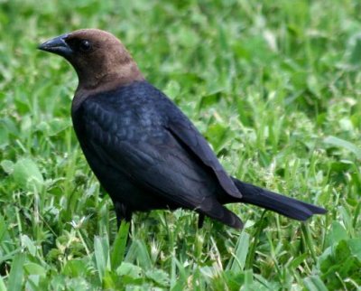 Brown-headed Cowbird (OK, so one is from April)