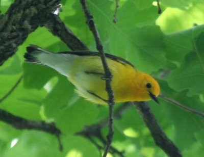 Prothonotary Warbler, Bell's Slough