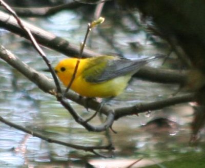Prothonotary Warbler, Bell's Slough