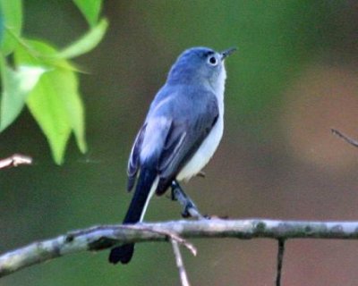 Blue-gray Gnatcatcher.  Bell's Slough North