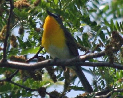 Yellow-breasted Chat;  Bell's Slough North