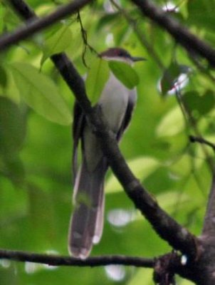 Black-billed Cuckoo.  Allsopp