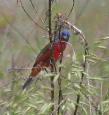Painted Bunting.  Terry L&D